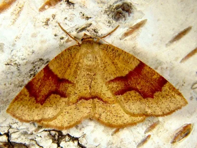 Plagodis pulveraria