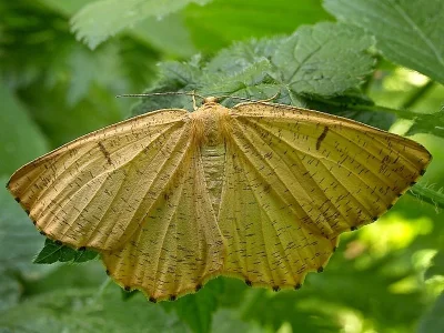 Angerona prunaria