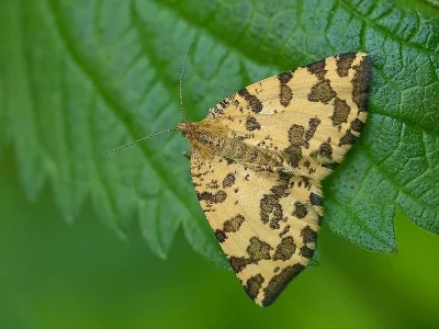 Pseudopanthera macularia