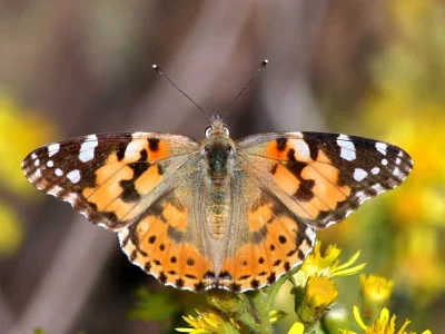 Vanessa cardui