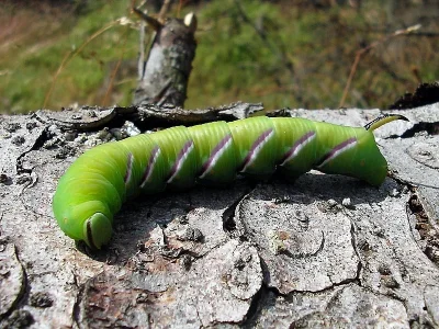 Sphinx ligustri
