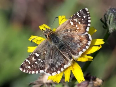 Pyrgus onopordi