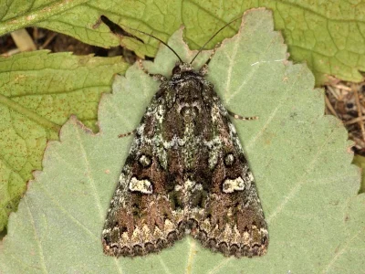 Chlorothalpa xanthochloris