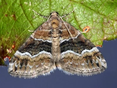 Perizoma bifaciata
