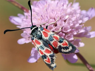 Zygaena (Agrumenia) occitanica