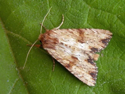 Apamea (Apamea) sublustris