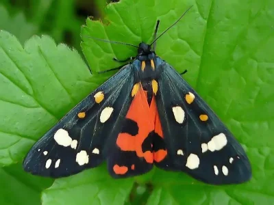 Callimorpha dominula