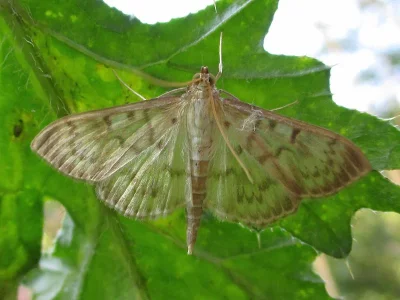 Patania ruralis