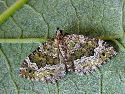 Colostygia olivata