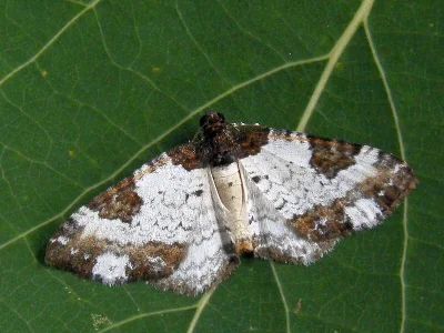 Melanthia procellata