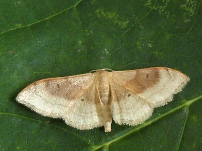 Idaea degeneraria