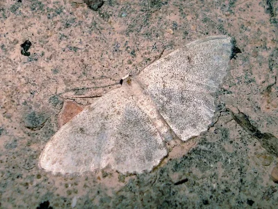 Idaea litigiosaria