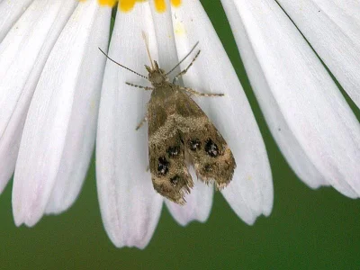 Tebenna micalis