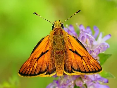 Ochlodes sylvanus