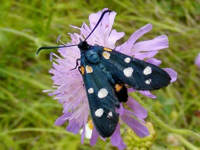 Zygaena (Zygaena) ephialtes