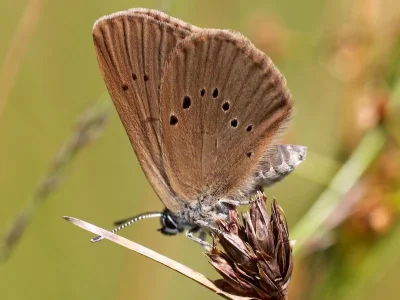 Phengaris nausithous