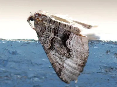 Scotopteryx coelinaria