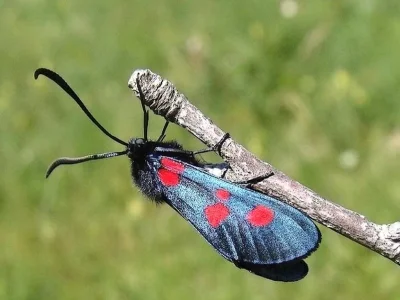 Zygaena (Zygaena) lonicerae