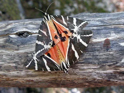 Euplagia quadripunctaria