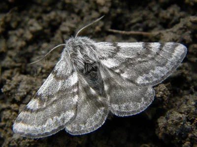 Lycia graecarius