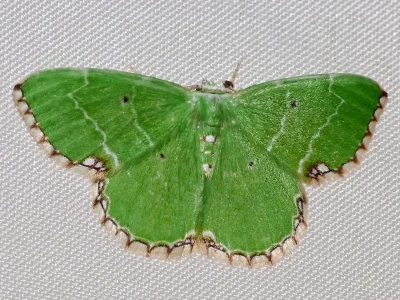 Proteuchloris neriaria