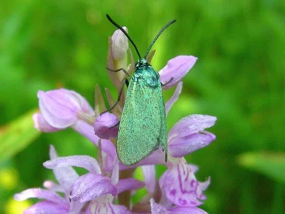 Adscita (Adscita) statices