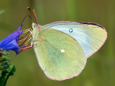 Colias palaeno