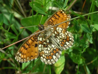 Melitaea (Mellicta) britomartis