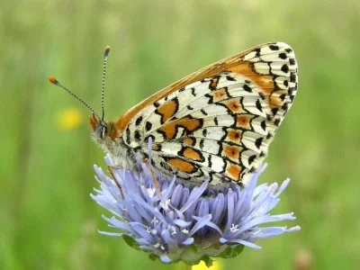 Melitaea cinxia