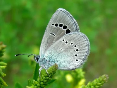 Glaucopsyche alexis