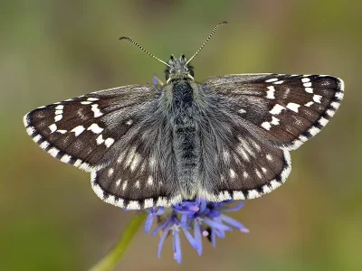 Pyrgus carthami