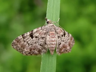 Eupithecia abietaria