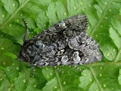 Papestra biren