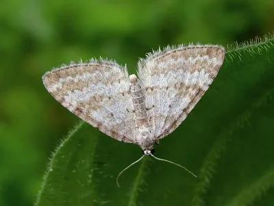 Perizoma albulata