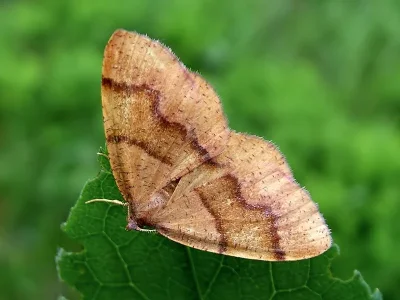 Plagodis pulveraria