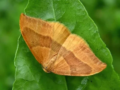 Watsonalla cultraria