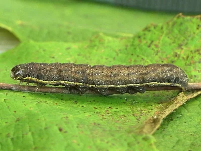 Lacanobia (Dianobia) suasa