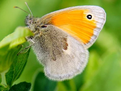 Coenonympha pamphilus