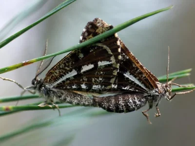Bupalus piniaria
