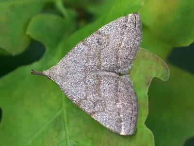 Pechipogo (Pechipogo) strigilata