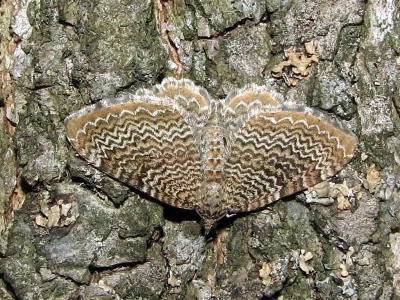 Hydria undulata