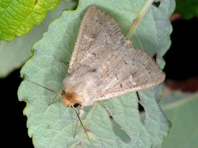 Mythimna (Hyphilare) ferrago