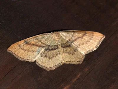 Cyclophora (Codonia) linearia