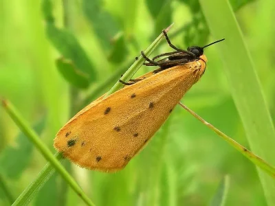 Setina irrorella
