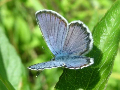 Plebejus (Lycaeides) idas