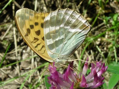 Argynnis (Argynnis) paphia