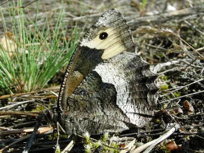 Hipparchia (Hipparchia) alcyone