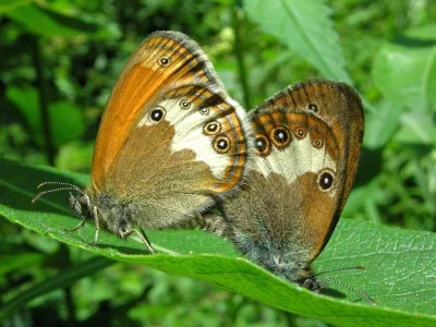 Coenonympha arcania
