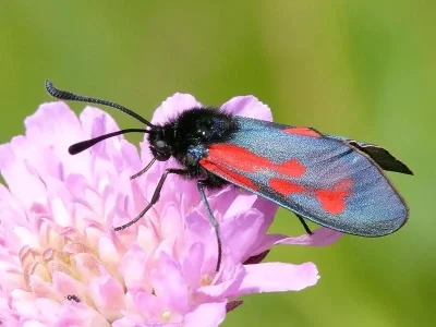 Zygaena (Mesembrynus) minos