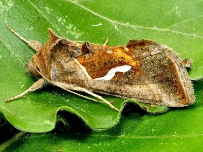 Macdunnoughia (Macdunnoughia) confusa